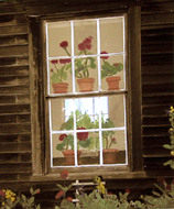 Colored Pencil of Flowered Window (2006)
